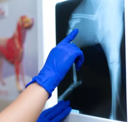 Doctor pointing at an x ray of a dog